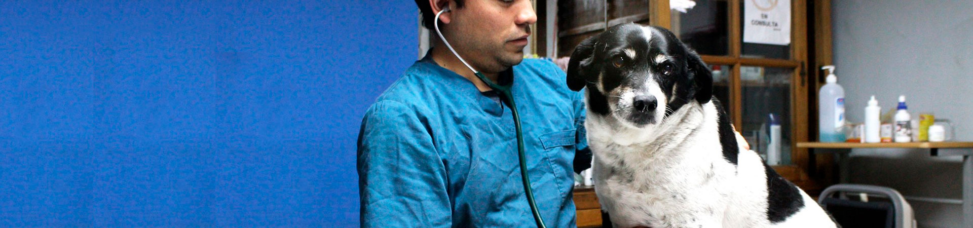 Clínica veterinaria Farmamet | Productos para mascotas, perros y gatos